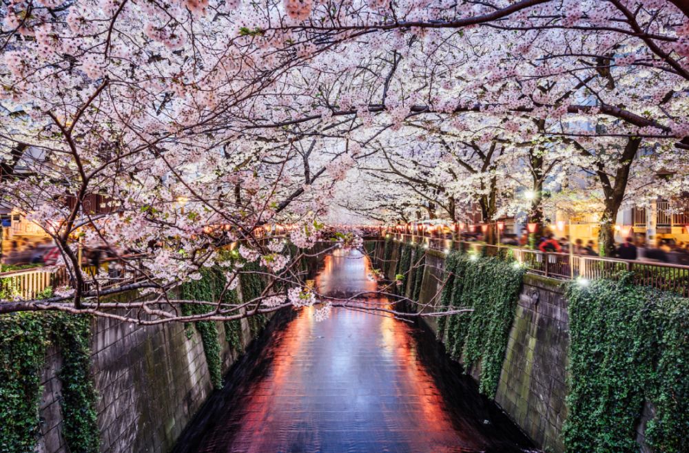 Cireșii &icirc;nfloriți din Japonia. Unul dintre cele mai frumoase festivaluri din lume &icirc;n imagini.