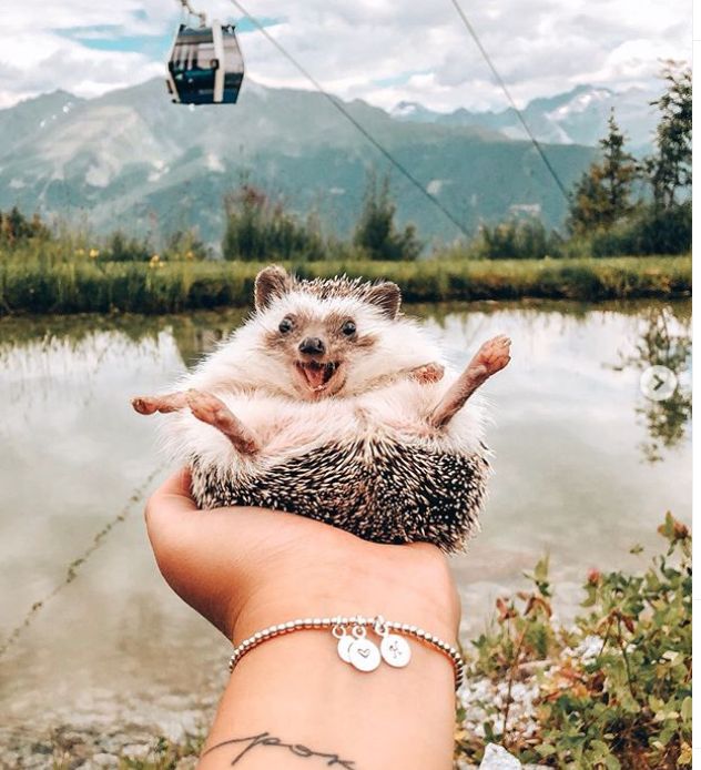 Cel mai fericit arici din lume are 1.5 milioane de urmăritori pe Instagram și este cel mai nou petfluencer