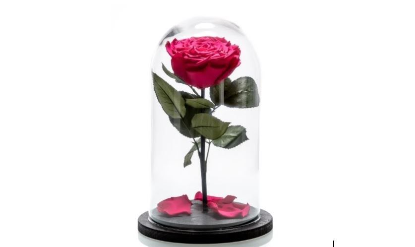 (P) 7 recomandări de trandafiri criogenați ce pot reprezenta un cadou de nerefuzat