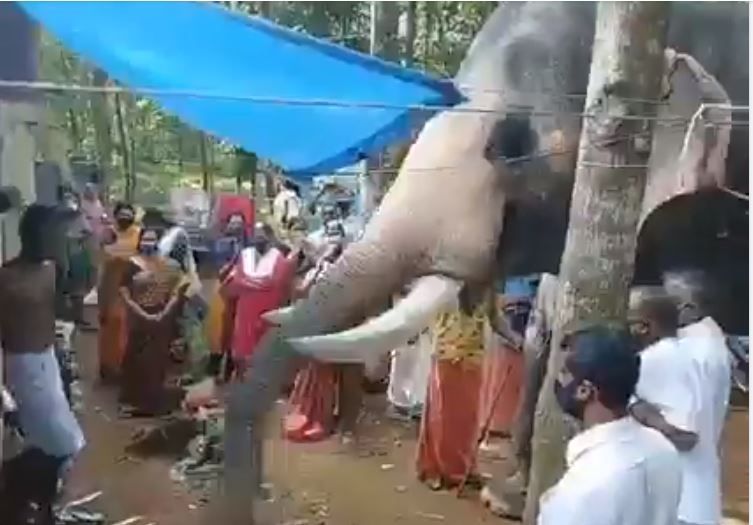 Un elefant a străbătut 25 de km pentru a-și lua rămas bun de la &icirc;ngrijitorul său, decedat