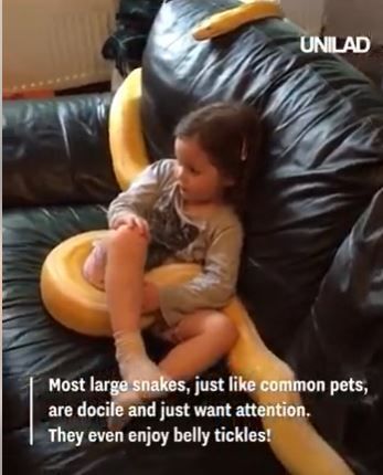 7 milioane de oameni s-au uitat &icirc;ngroziți cum acest șarpe stă &icirc;ncolăcit peste o fetiță: Părinți ignoranți și iresponsabili